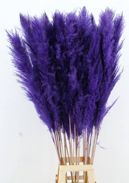 <h4>DF Pampas 130cm Dark Lilac</h4>