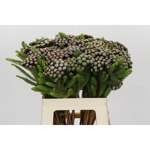 Cape Green Albiflora