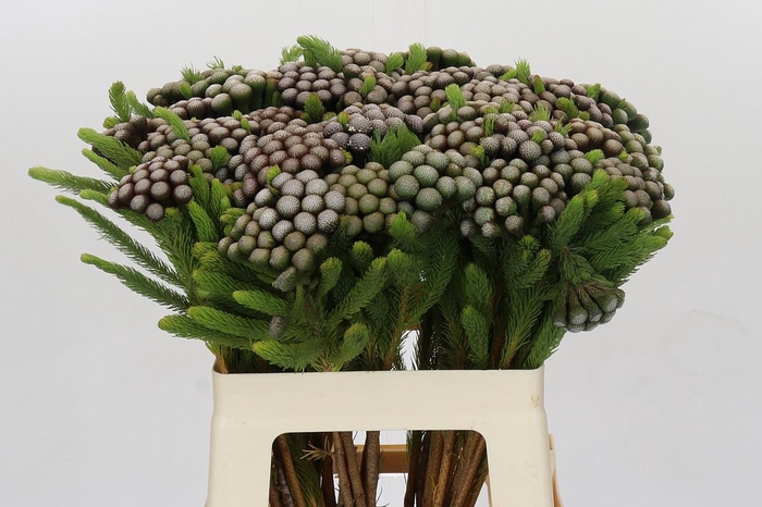 <h4>Cape Green Albiflora</h4>