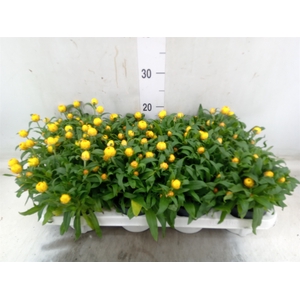 Xerochrysum bract. 'Crispy Yellow'