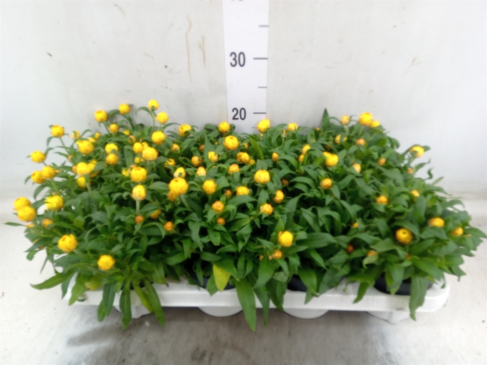 <h4>Xerochrysum bract. 'Crispy Yellow'</h4>