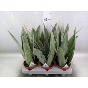 Sansevieria trifa.   ...