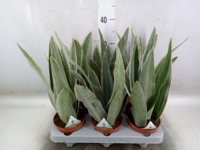 <h4>Sansevieria trifa.   ...</h4>
