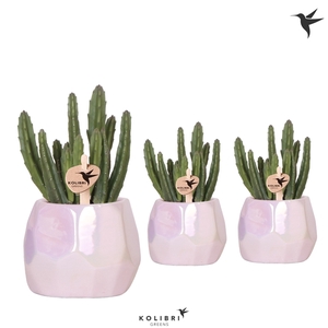 Kolibri Greens Stapelia Leendertziae in Pearl pot pink