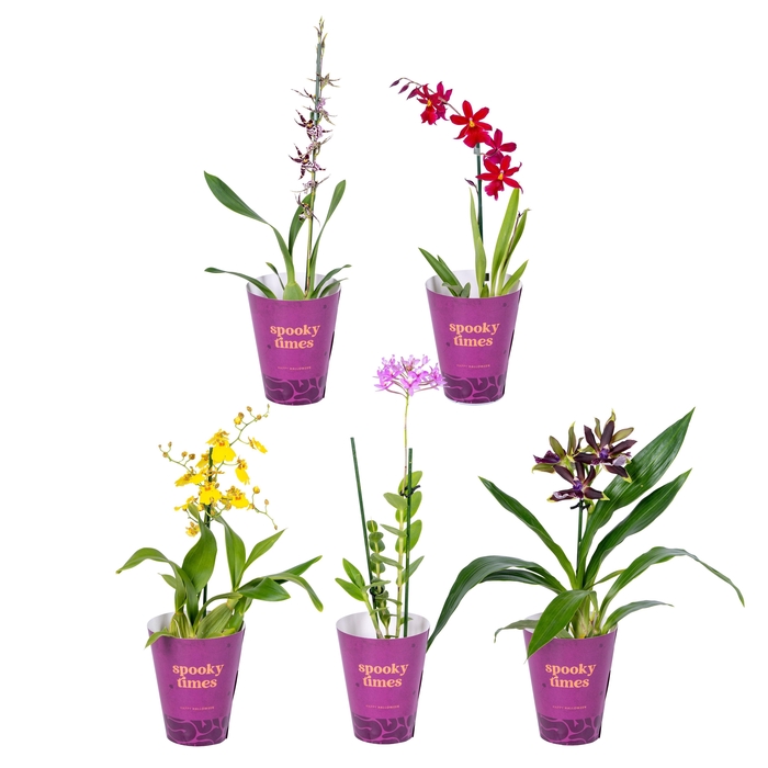 <h4>ORCHIDEEEN OVERIG</h4>