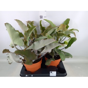 Kalanchoe NF beharensis