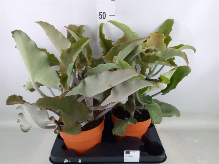 <h4>Kalanchoe NF beharensis</h4>