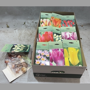 BLOEMBOL TULIPA