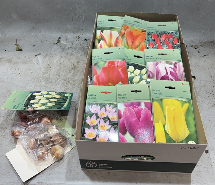 <h4>BLOEMBOL TULIPA</h4>