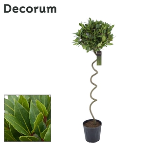 Laurus nobilis Kurketrekker