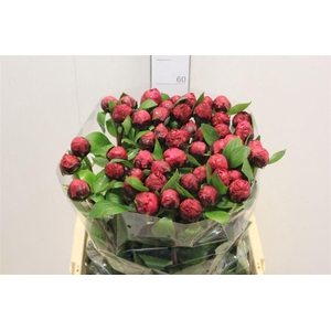 Paeo L Red Sarah Ber