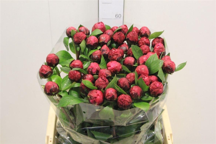 <h4>Paeo L Red Sarah Ber</h4>