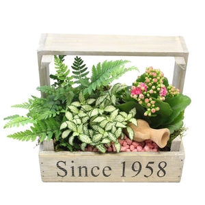 4269  BOLLENKIST ROZE/WIT