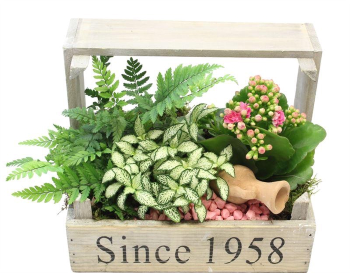 <h4>4686  BOLLENKIST ROZE/WIT</h4>