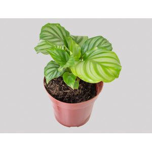 CALATHEA ORBIFOLIA P12