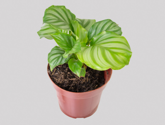 <h4>CALATHEA ORBIFOLIA P12</h4>