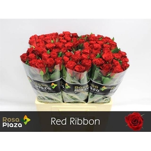 Rosa large red ribbon