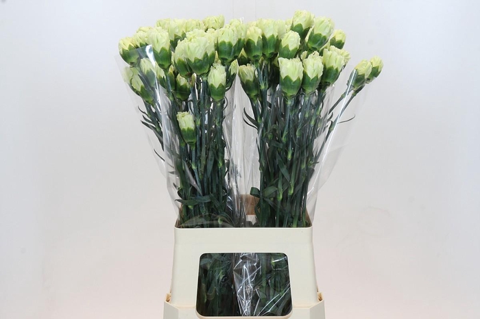 Dianthus St Lady Midori