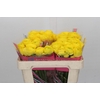 Ranunculus Romance Kitila