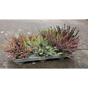Callunova Mix-tray 5 Kleuren