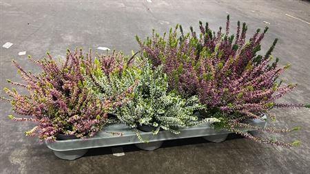 <h4>Callunova Mix-tray 5 Kleuren</h4>