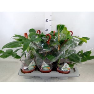 Philodendron   ...