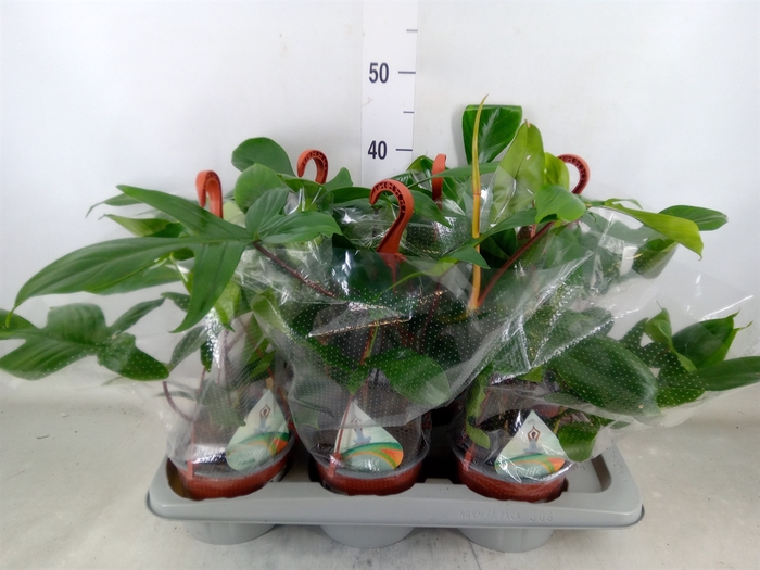 <h4>Philodendron   ...</h4>
