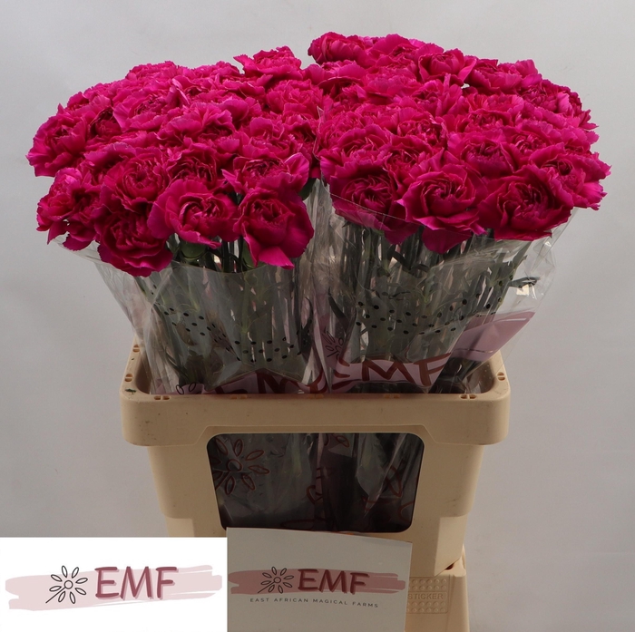 <h4>DI ST PURPLE DAMASCU</h4>