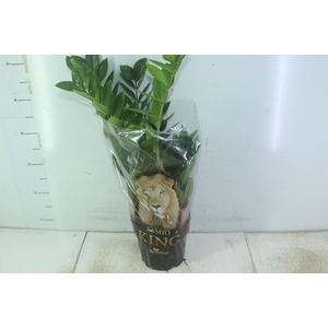 ZAMIOCULCAS P17