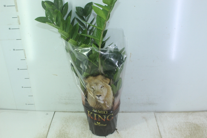 <h4>ZAMIOCULCAS P17</h4>