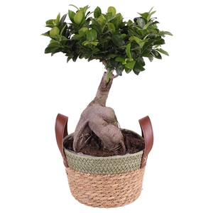 Ficus m. Ginseng ø20cm in ø21cm Exotic Vibes Nº365