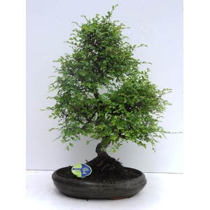 Zelkova parvifolia, 39cm., shape, without driptray