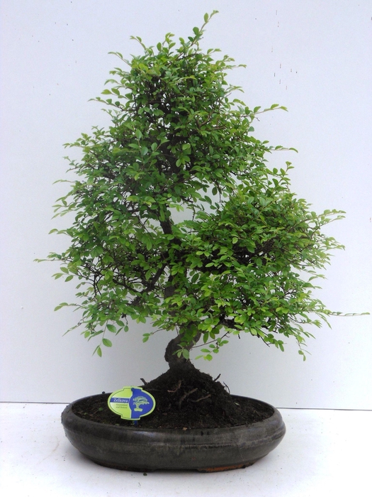 <h4>Zelkova parvifolia, 39cm., shape, without driptray</h4>