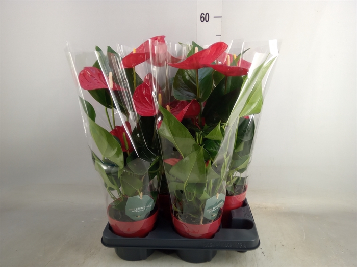 <h4>Anthurium andr. 'Minnesota'</h4>