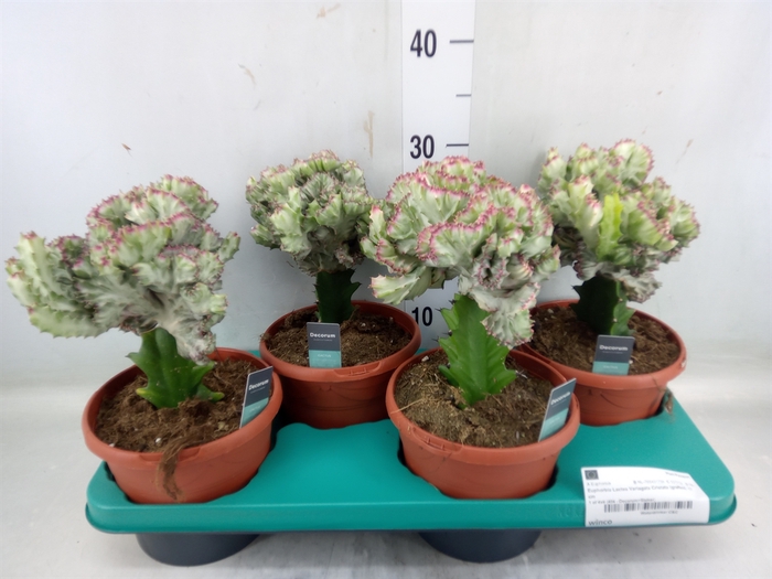 <h4>Euphorbia lactea 'Cristata'</h4>