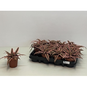 CRYPTAN BIV PINK STA