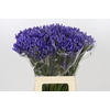 Agapanthus EYFORI Blue