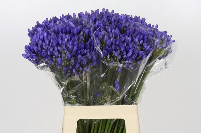 <h4>Agapanthus EYFORI Blue</h4>
