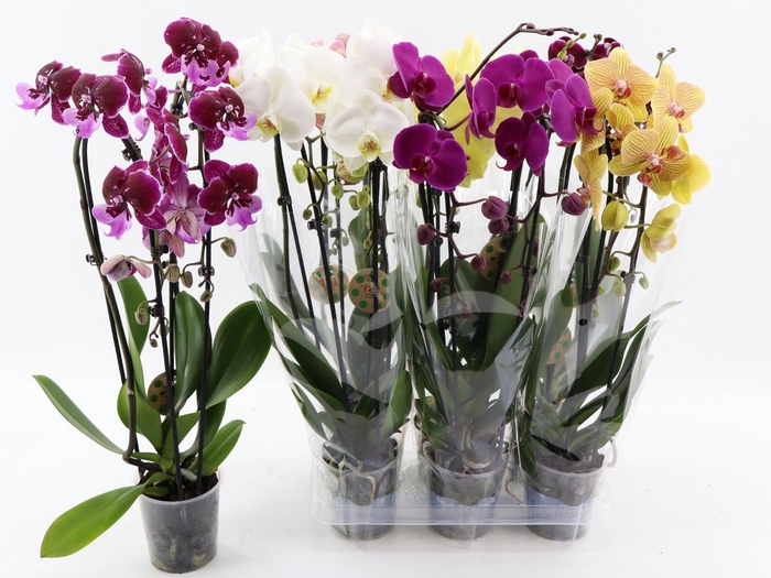 <h4>PHAL EL CASCADE</h4>