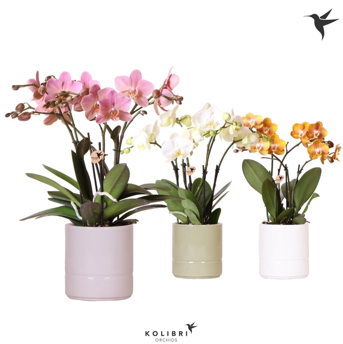 <h4>Kolibri Orchids Phalaenopsis Jewel 4 spike mix in Pastel mix</h4>