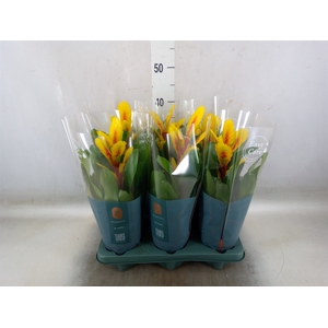 Vriesea  'Intenso Yellow Flame'