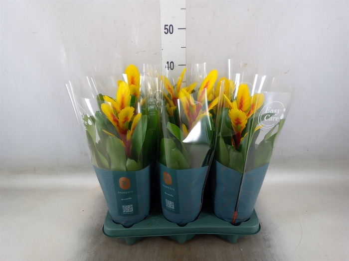 <h4>Vriesea  'Intenso Yellow Flame'</h4>