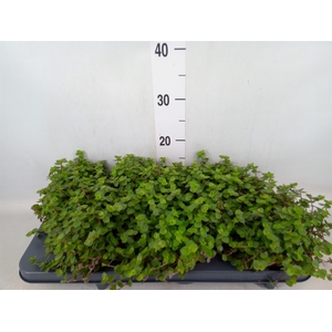 Callisia repens