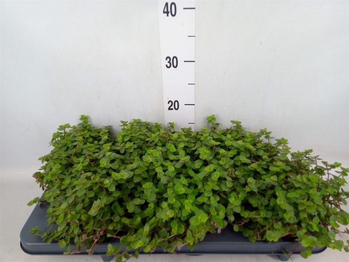 <h4>Callisia repens</h4>