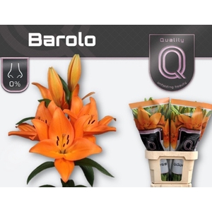 LI LA BAROLO 5+.