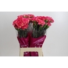 Dianthus St Spritz