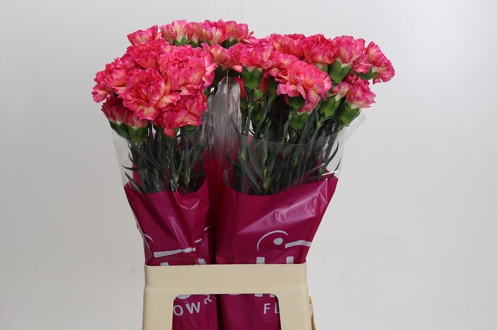 Dianthus St Spritz