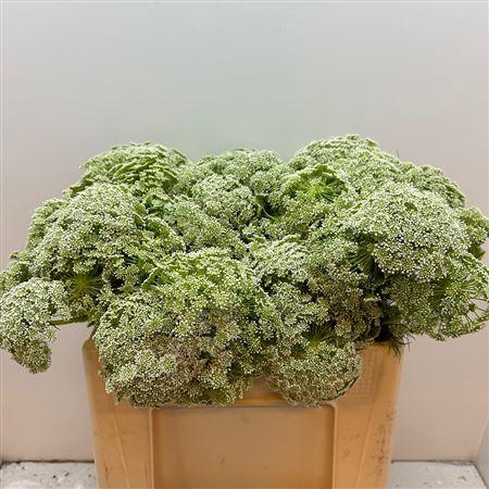<h4>Ammi Vis Casablanca Xtra</h4>