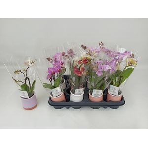 PHAL MINI