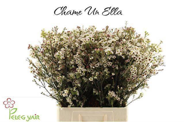 <h4>CHAME UN ELLA</h4>